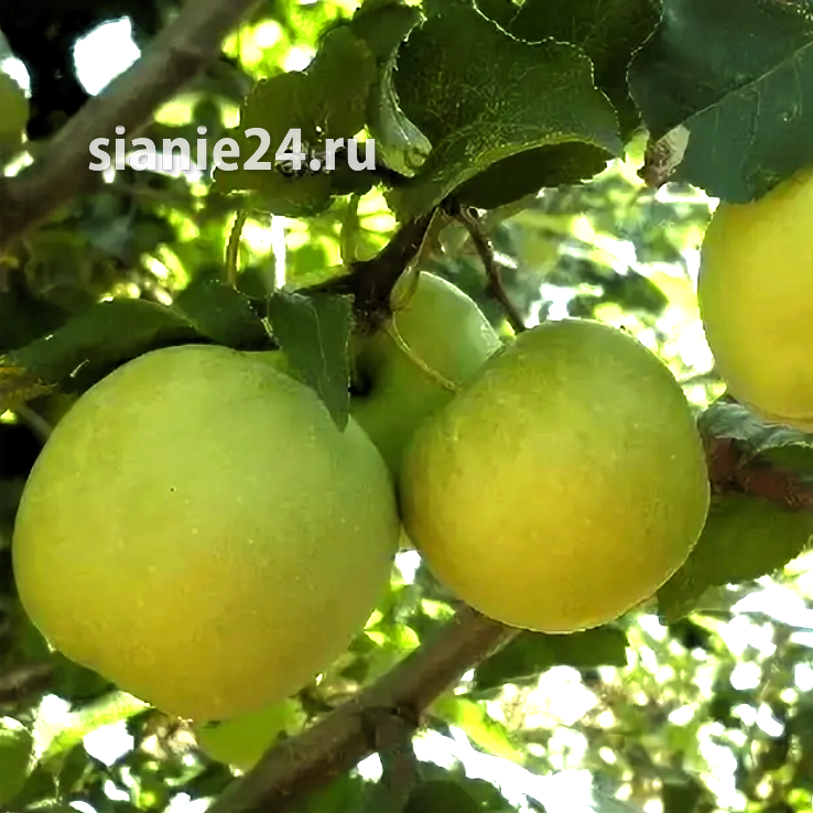 Яблоня БЕЛОЕ ИММУННОЕ (летняя, компакт)