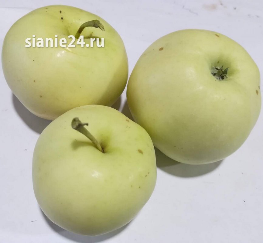 Яблоня ЛЕТНЕЕ НЕЖНОЕ (летняя, крупноплодная)