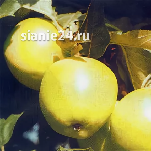 Яблоня БЕЛОЕ ИММУННОЕ (летняя, компакт)