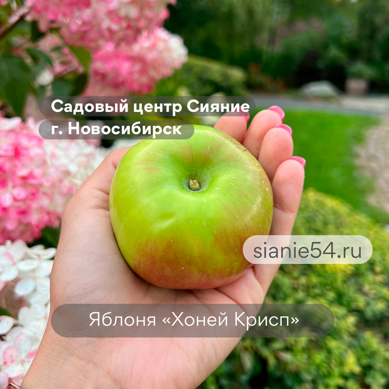 Яблоня ХОНЕЙ КРИСП (зимняя, крупноплодная)