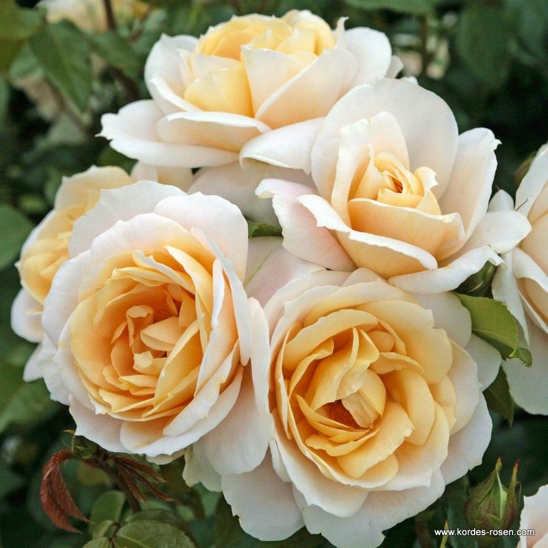 LIONS ROSE (Лионс Роуз) флорибунда