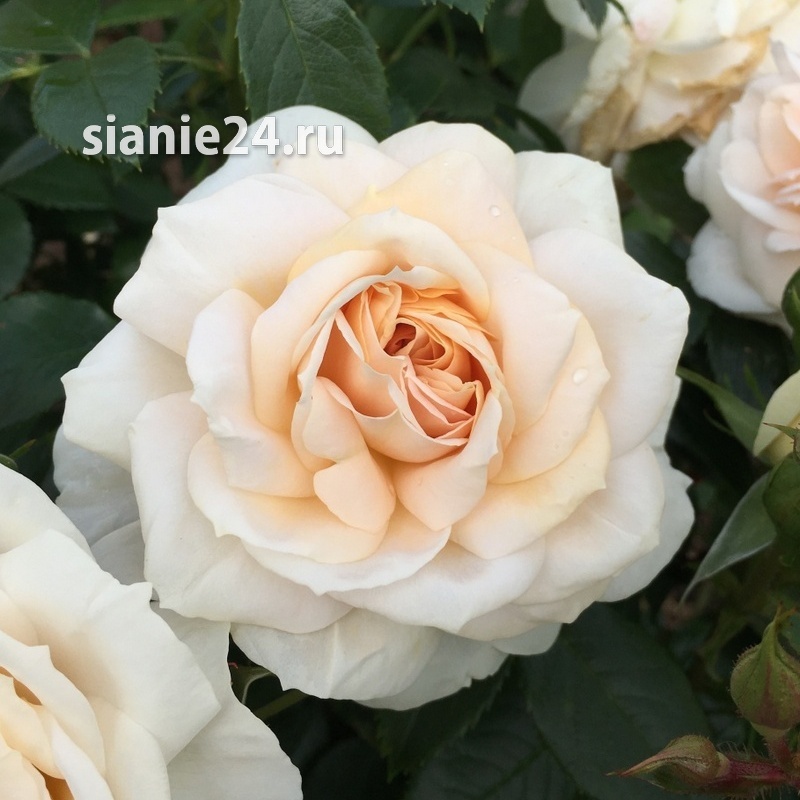 LIONS ROSE (Лионс Роуз) флорибунда