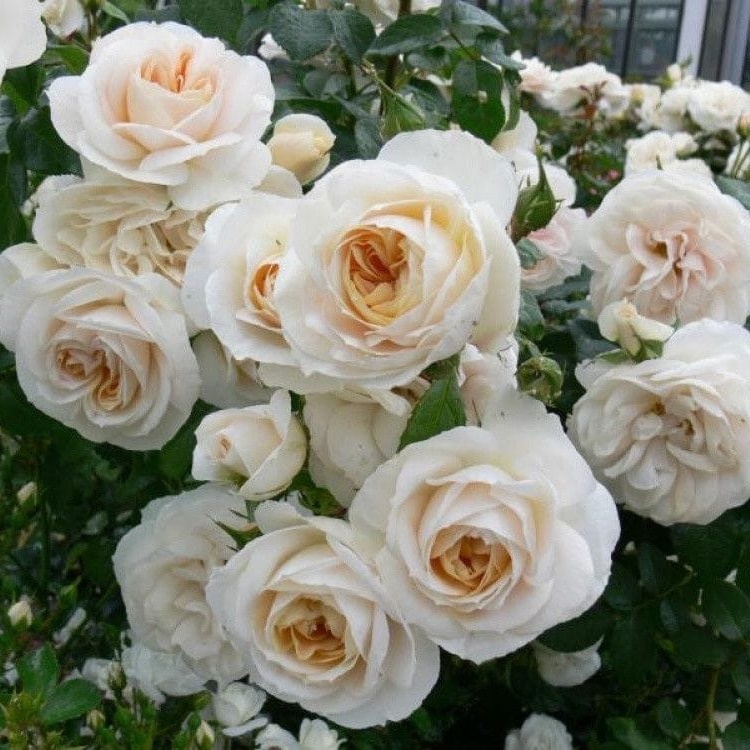 LIONS ROSE (Лионс Роуз) флорибунда