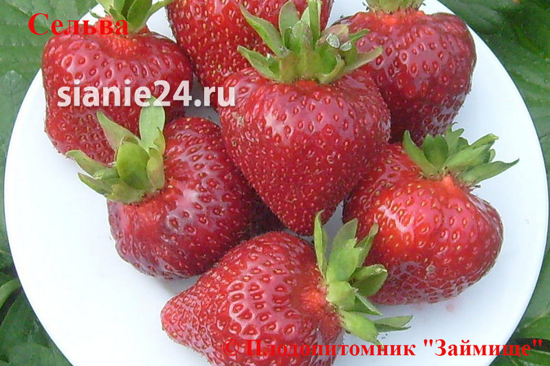 Земляника СЕЛЬВА (ремонтантный)
