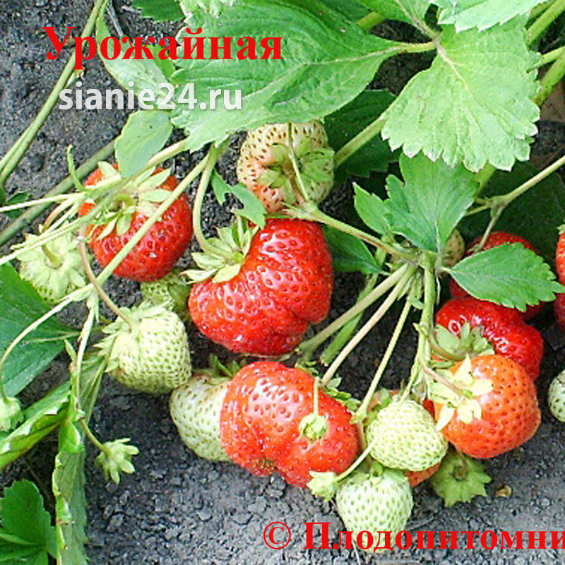 Земляника УРОЖАЙНАЯ (средний)