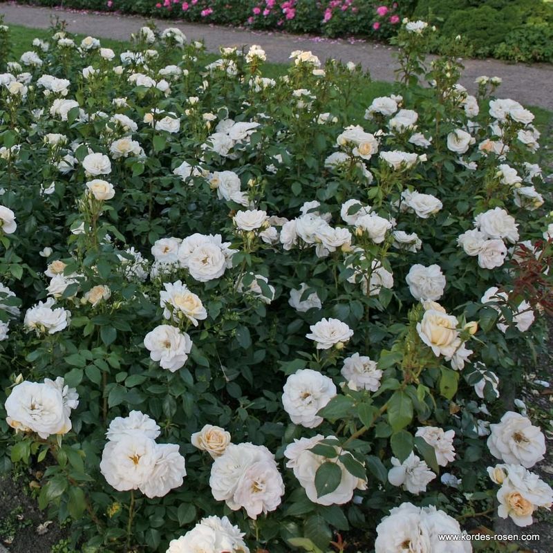 LIONS ROSE (Лионс Роуз) флорибунда