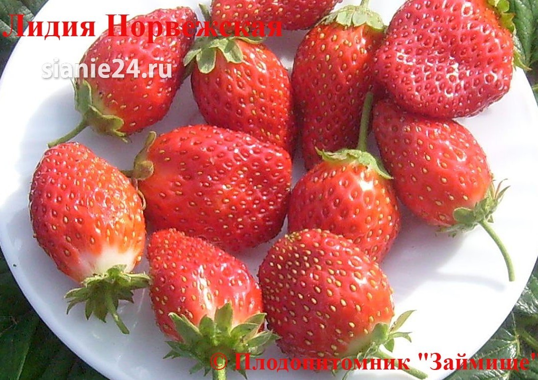 Земляника ЛИДИЯ НОРВЕЖСКАЯ (нейтральнодневной)